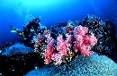 ��ä�� Open to ocean (���Ѻ����������ͧ����) 2 DVD